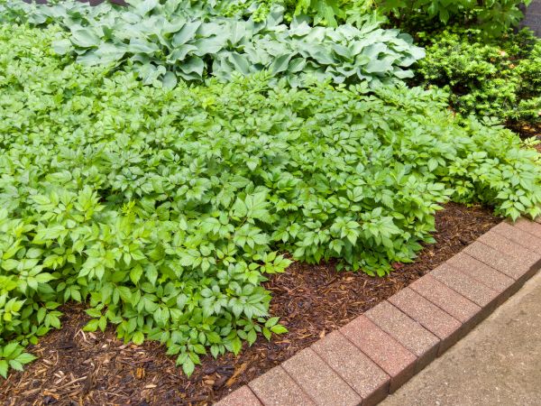 Brick Border Installation